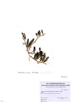 藏品(Caulerpa sertularioides (Gmelin) Howe f. longipes (J. Agardh))的圖片